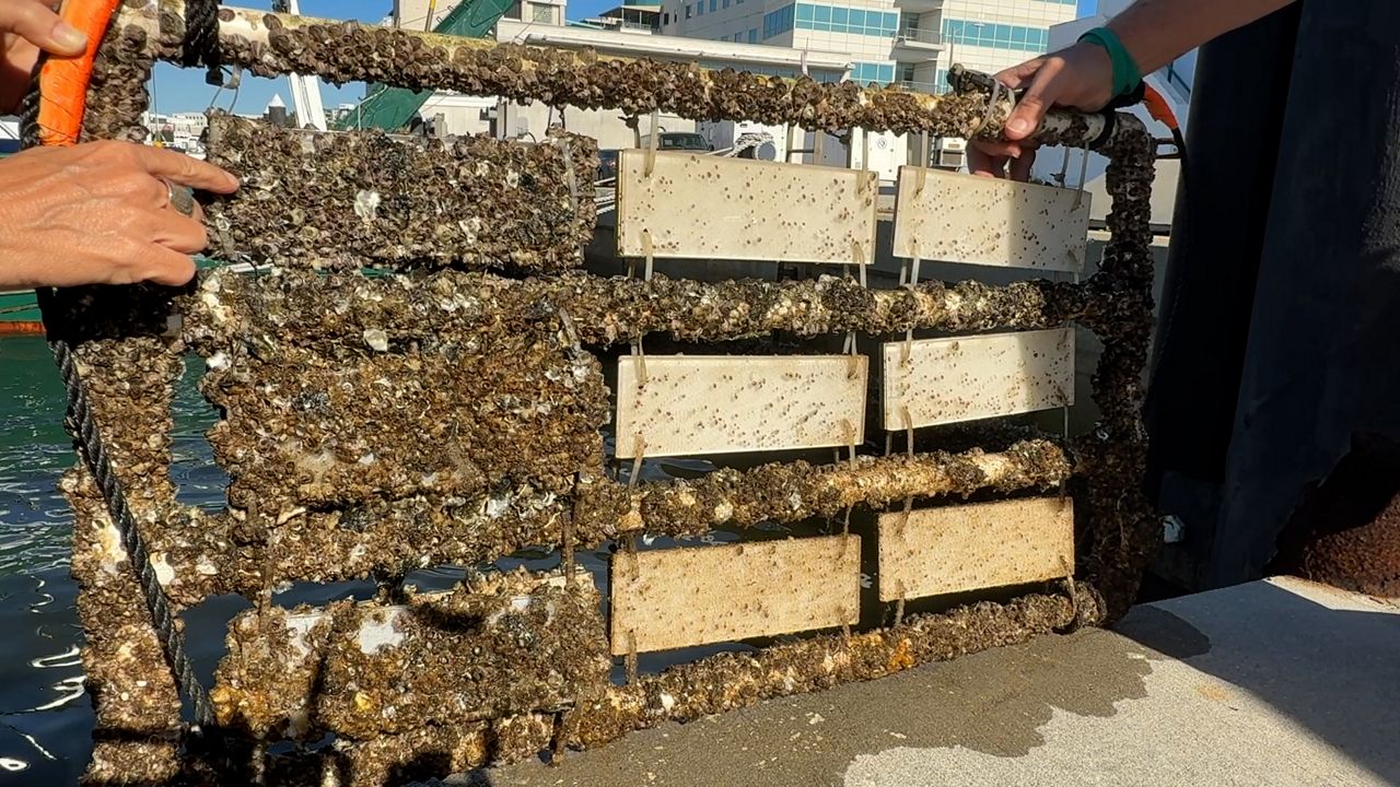 USFはタンパ湾の汚染物質が環境に及ぼす影響を研究しています