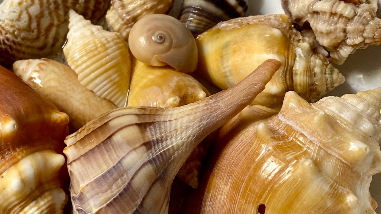 Sanibel Island offers many experiences for people who want to learn about seashells. (Spectrum News/Virginia Johnson)