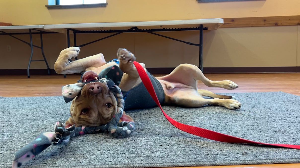 HAWS creates K9 Task Force to help long-term dogs