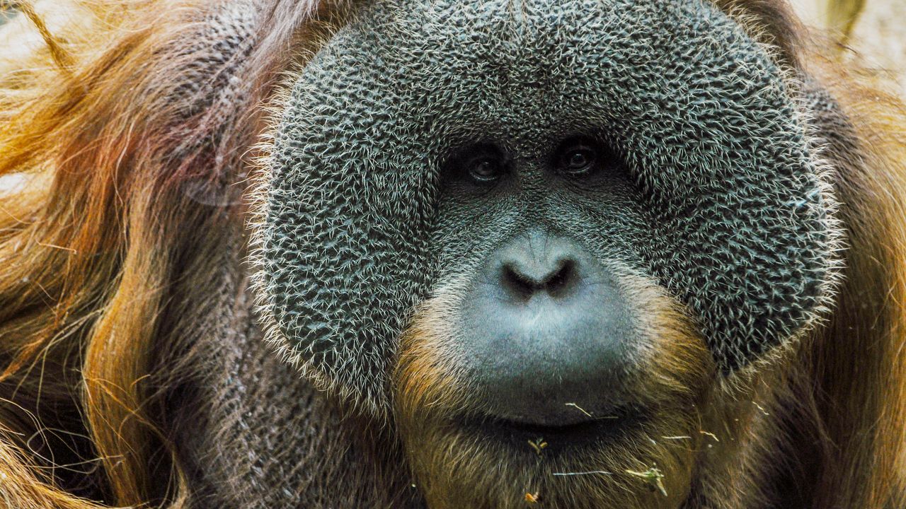 'A Louisville Zoo celebrity': Beloved orangutan Teak has passed away 