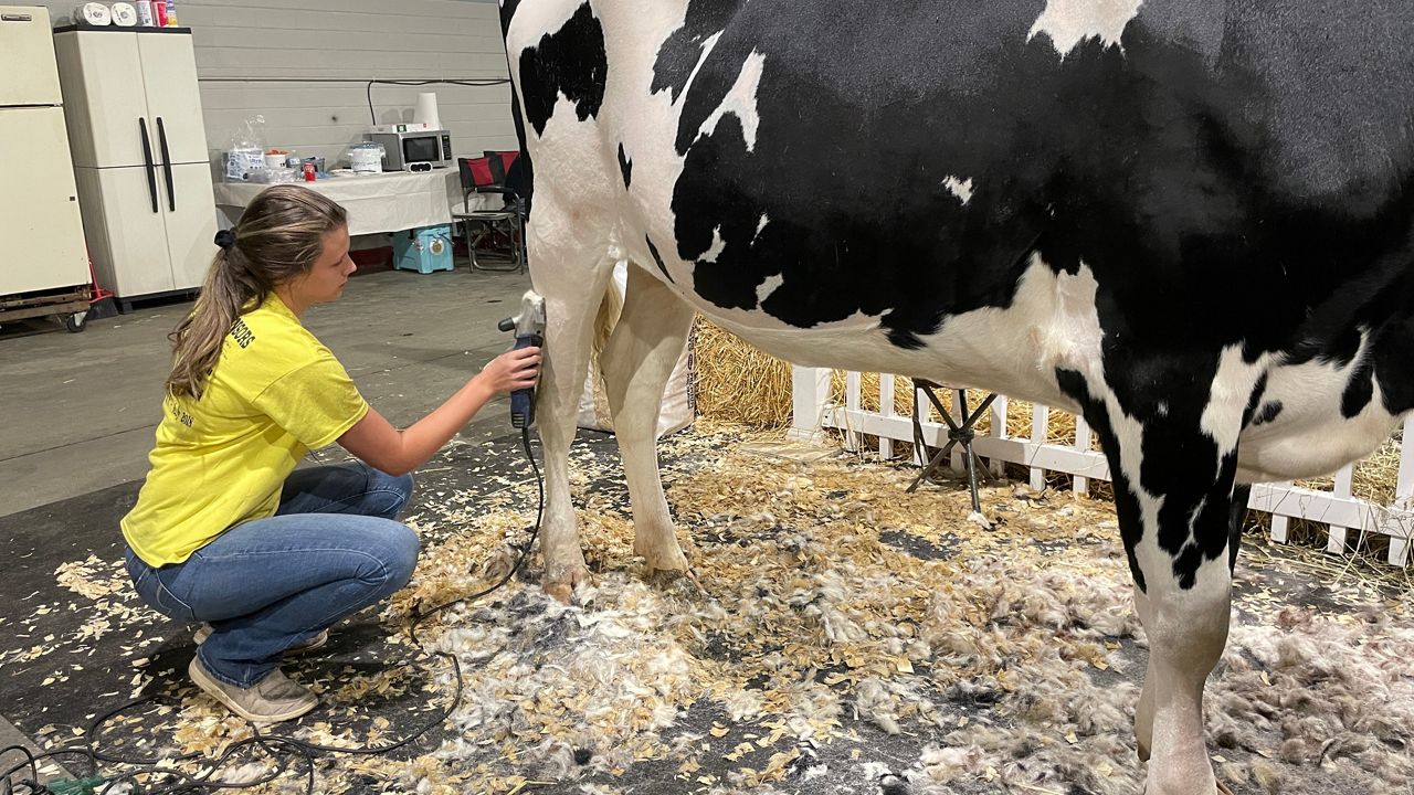 Shelby County teen prepares for State Fair livestock show