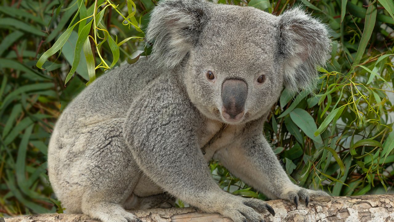 Say "G'Day y'all" to Louisville Zoo's new Australian guests