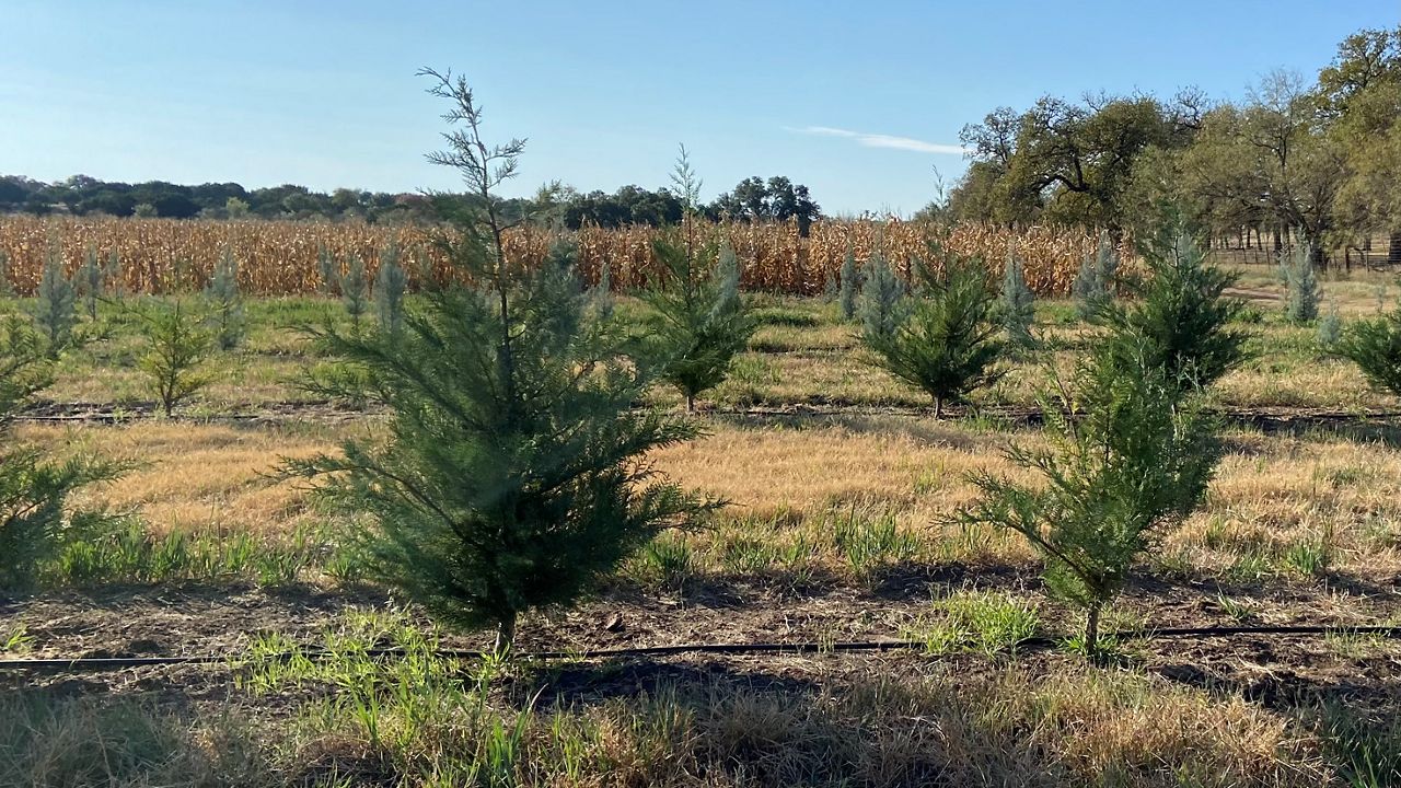 Texas grown trees on Jenschke Orchards in Fredericksburg, TX.