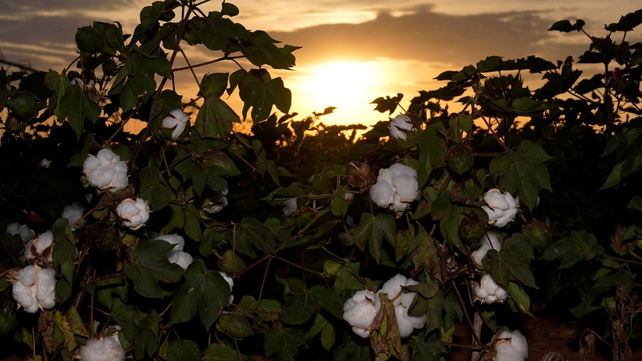 Low yielding cotton plants grow at sunset, Tuesday, Oct. 4, 2022, near Cotton Center, Texas. Drought and extreme heat have severely damaged much of the cotton harvest in the U.S., which produces roughly 35% of the world's crop. (AP Photo/Eric Gay)