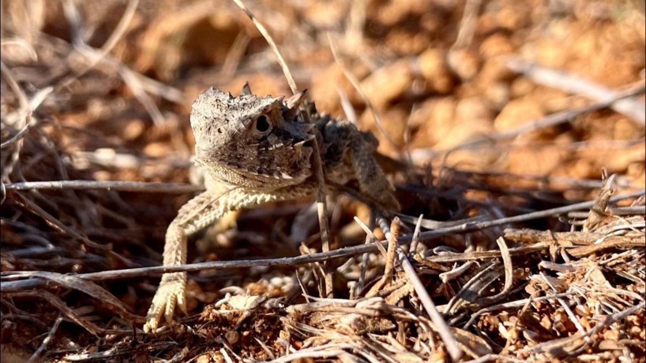A Texas horned lizard is pictured. (San Antonio Zoo)