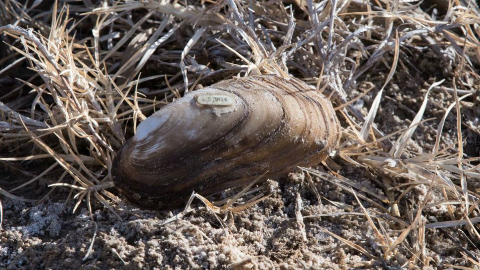 Texas hornshell mussel is now on the endangered species list. (Courtesy: New Mexico State Land Office)