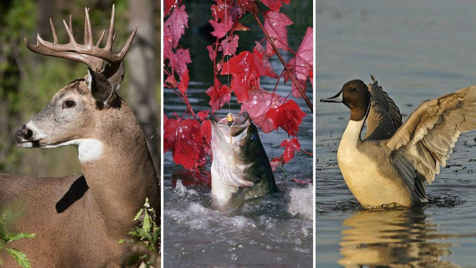 White-tailed deer (left), large mouth bass (center), pintail duck (right)