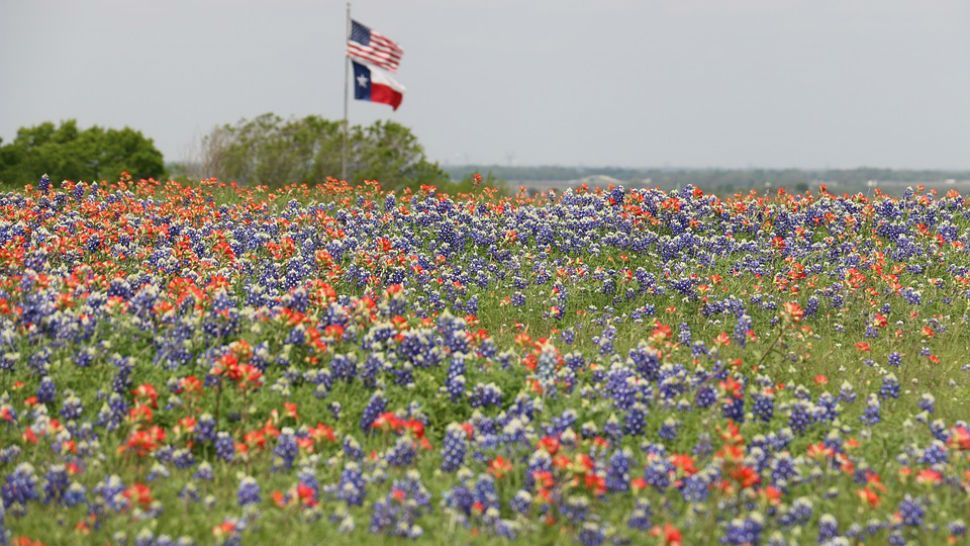 TxDOT plants 30,000 pounds of wildflower seeds each year