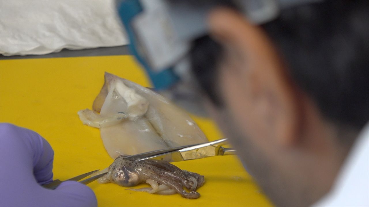 Study says the clothes we wear affect the seafood we eat