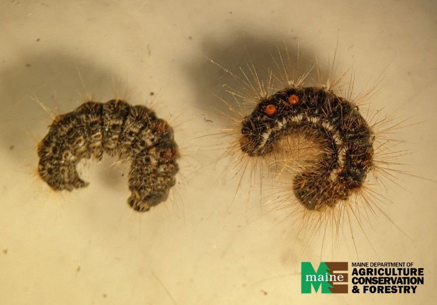 Comparison of younger (left) and older (right) browntail moth caterpillars (Maine Department of Health and Human Services)
