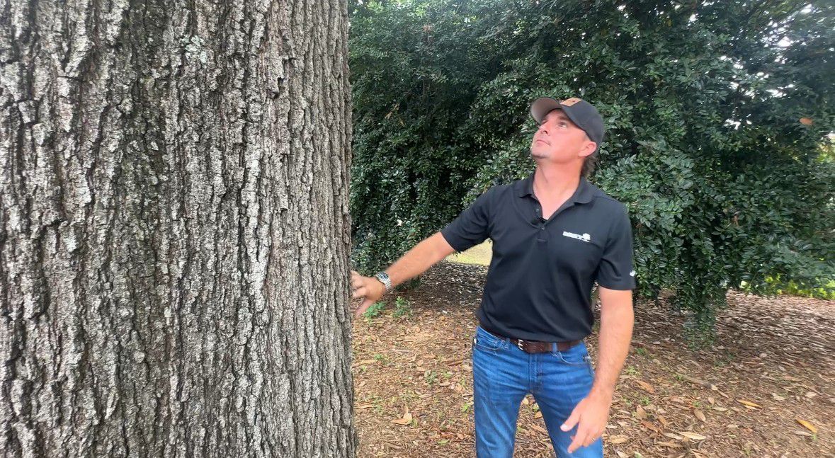 Davey Tree of Charlotte district manager Matt Betz inspects a tree in Charlotte. He urges homeowners to ensure their trees are healthy and able to withstand storms. (Spectrum News 1/Jennifer Roberts)