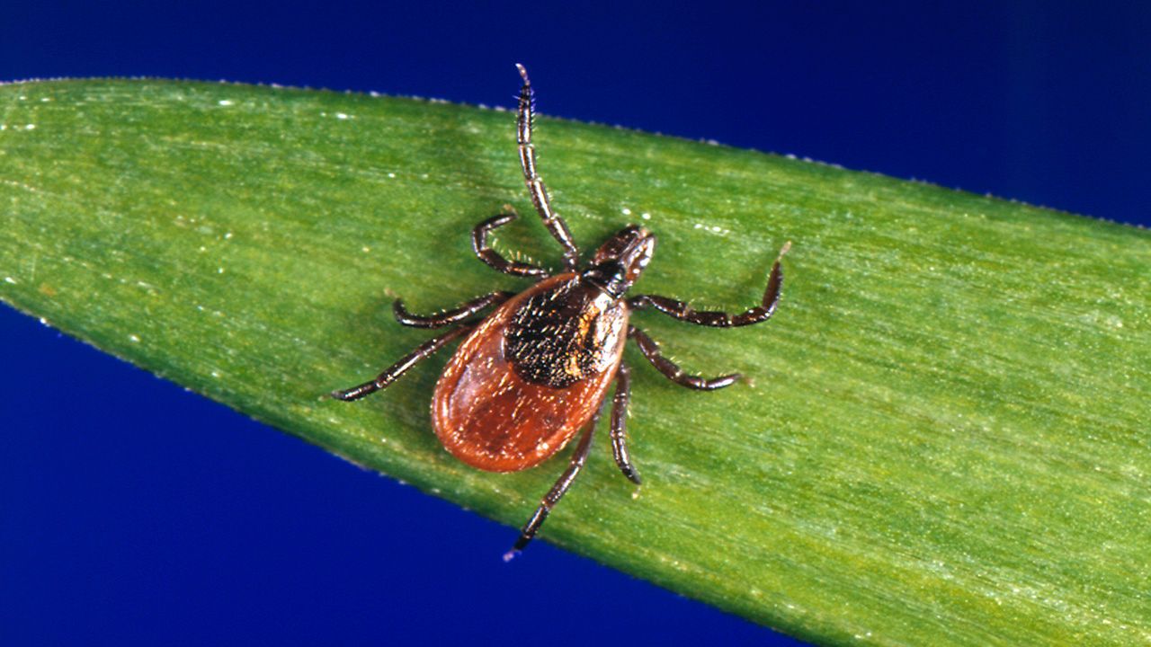 ticks