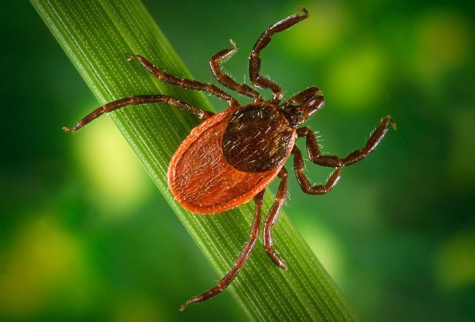 Check these tips to protect your pets from fleas and ticks