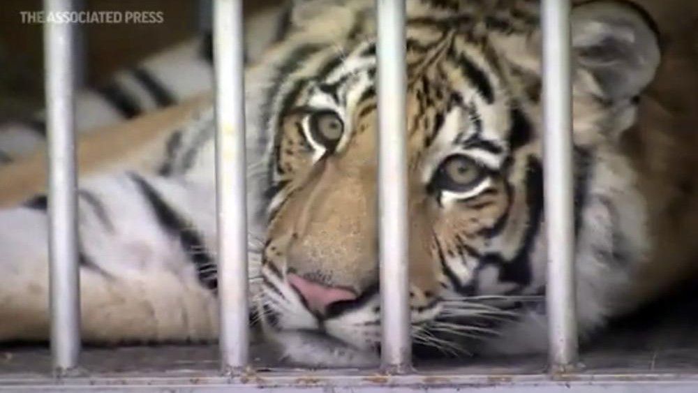 This frame grab from video provided by the Houston Police Department shows a tiger that was found after a nearly week-long search in Houston. (Courtesy of Houston Police Department via AP)