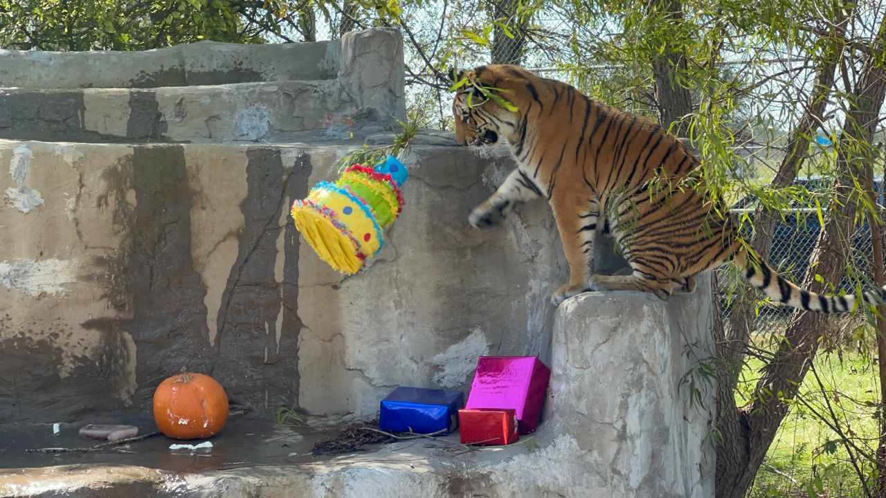 Tiger rescued during Texas winter storm celebrates birthday