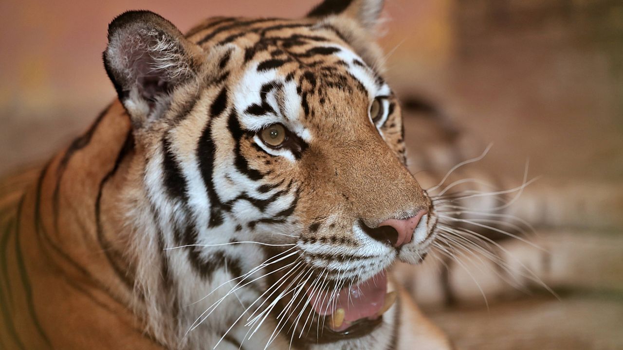 A file photo of a tiger (AP Photo/Hadi Mizban)