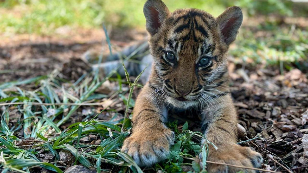 What's in a name? Vote on the name of the Louisville Zoo's new tiger cub