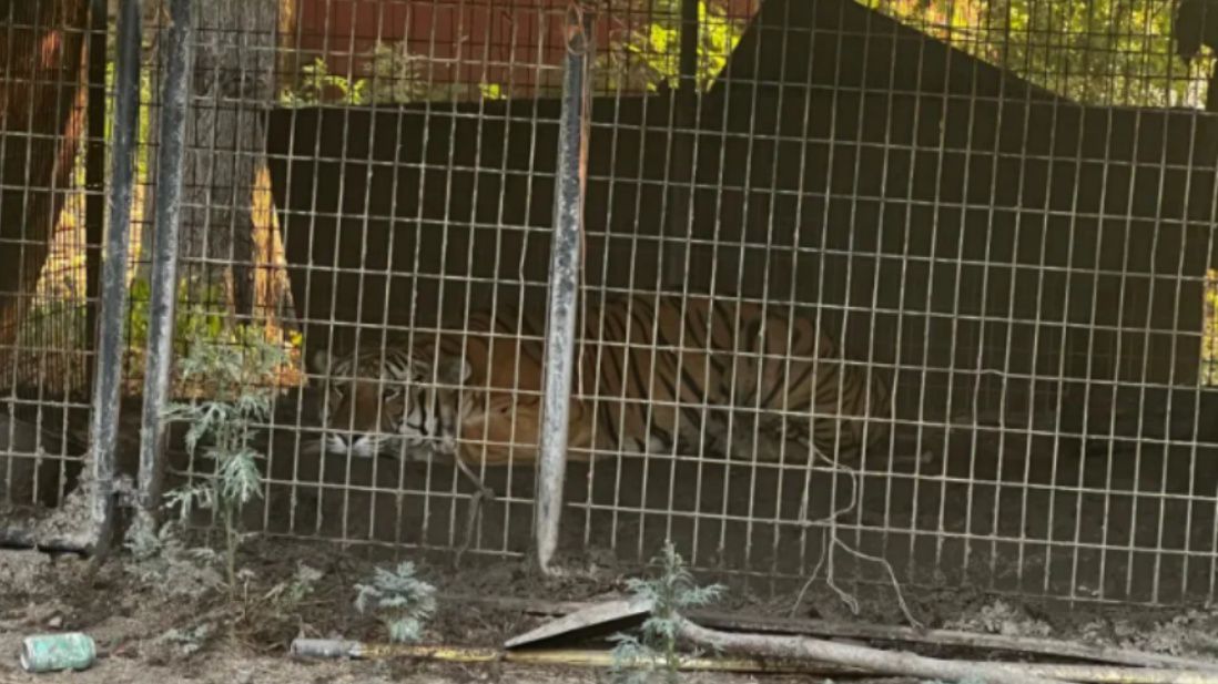 The tiger Dallas police found during a search. (Dallas Police Department)