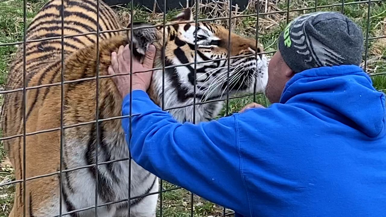 Wisconsin Big Cat Rescue Hopes Tiger King Craze Help Species