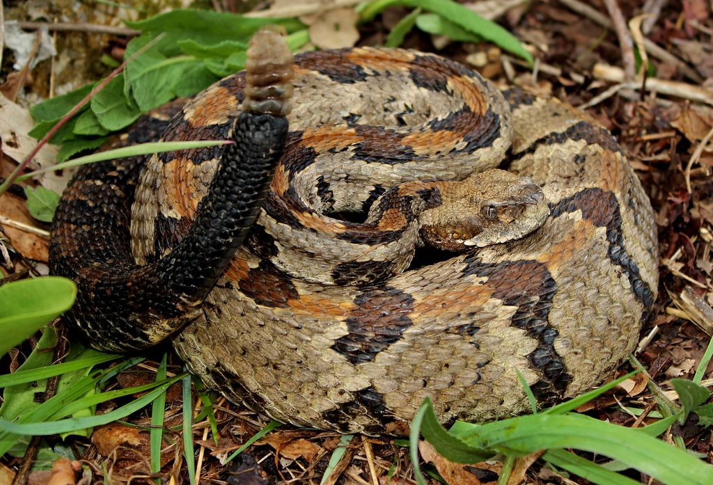 Most common snakes in NC