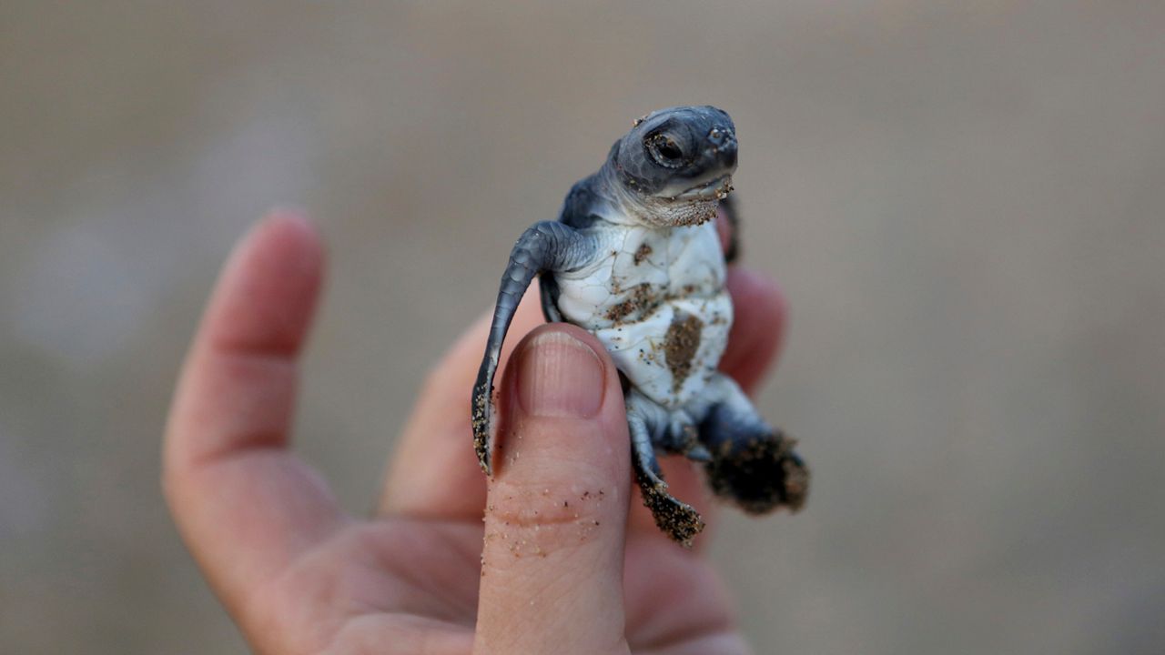 Sea turtle nesting season begins in May in North Carolina, which means beaches across the state will play host to one of the most dangerous races in nature soon. (National Park Service)