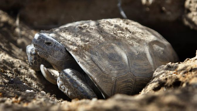 A desert tortoise looks out of its burrow in the Ivanpah Valley in the eastern Mojave Desert. (Allen J. Schaben / Los Angeles Times)