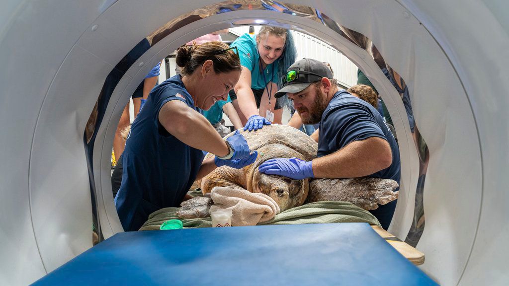 Un equipo veterinario realiza una tomografía a la tortuga llamada Pennywise en un centro equino en Wellington, Florida.