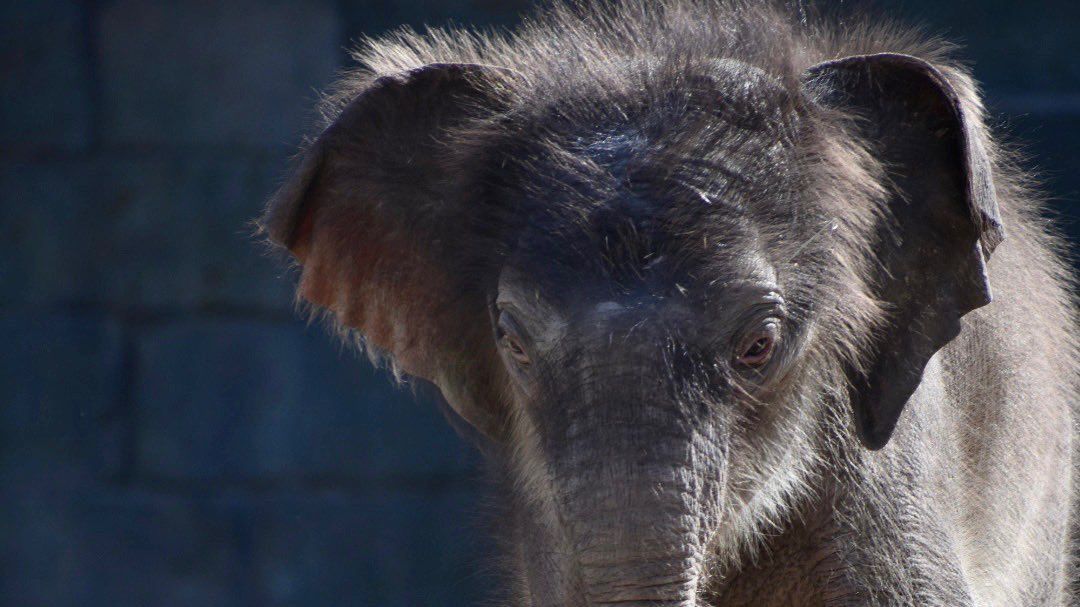 Baby elephant Travis. (Fort Worth Zoo) 