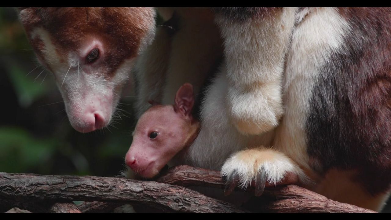 Nace un canguro arborícola en el zoológico del Bronx