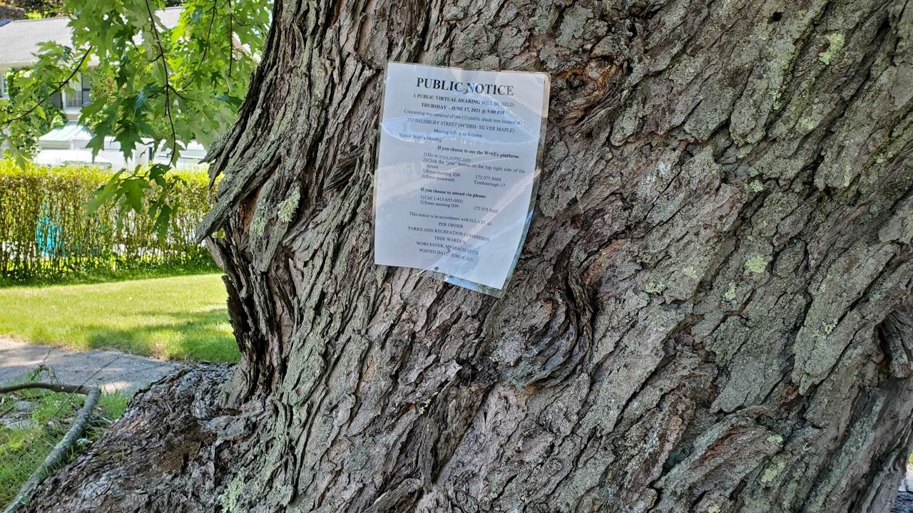 tree-removal-city-worcester