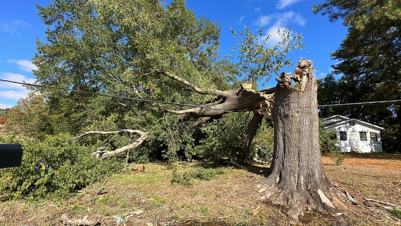 A tree is toppled over by the storm. (Spectrum News 1/Stacy Rickard)