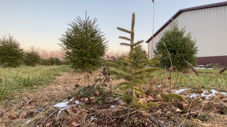 Sustainable ways to get rid of your Christmas tree in WNY