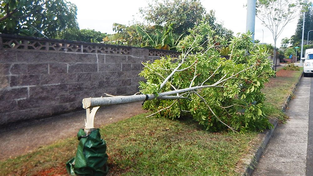 Nine young trees close to maturation were intentionally vandalized earlier in the week in Mililani. (Photo courtesy Honolulu Department of Parks & Recreation)