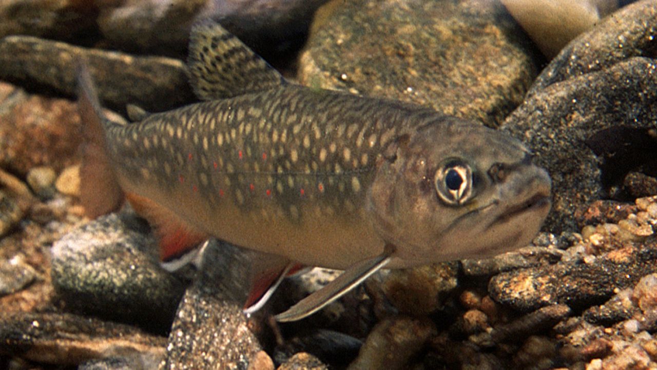 North Texas Stocked Pond Trout 