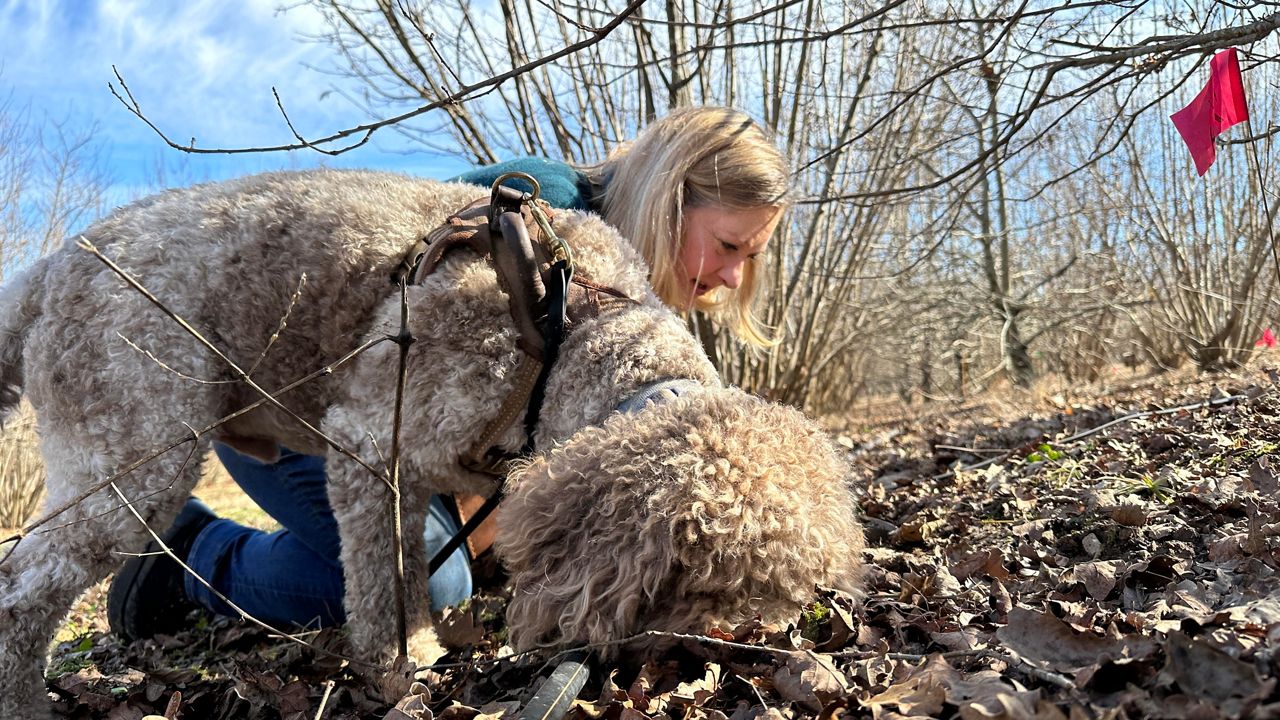 Local truffle grower shows how she hunts Périgord truffles