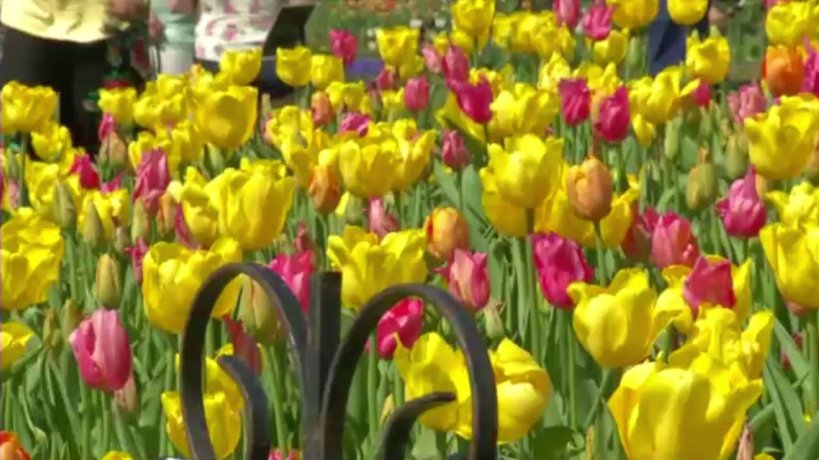 2022 Tulip Festival Albany's annual event returns