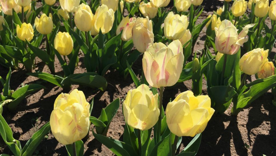 Tiptoe Through The Tulips Near San Antonio