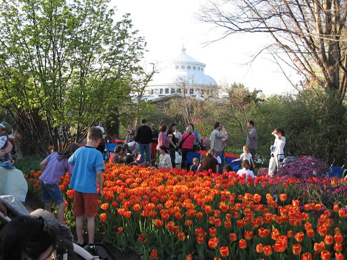 Tunes and Blooms concerts are held every Thursday night in April. (Photo courtesy of Cincinnati Zoo and Botanical Garden)