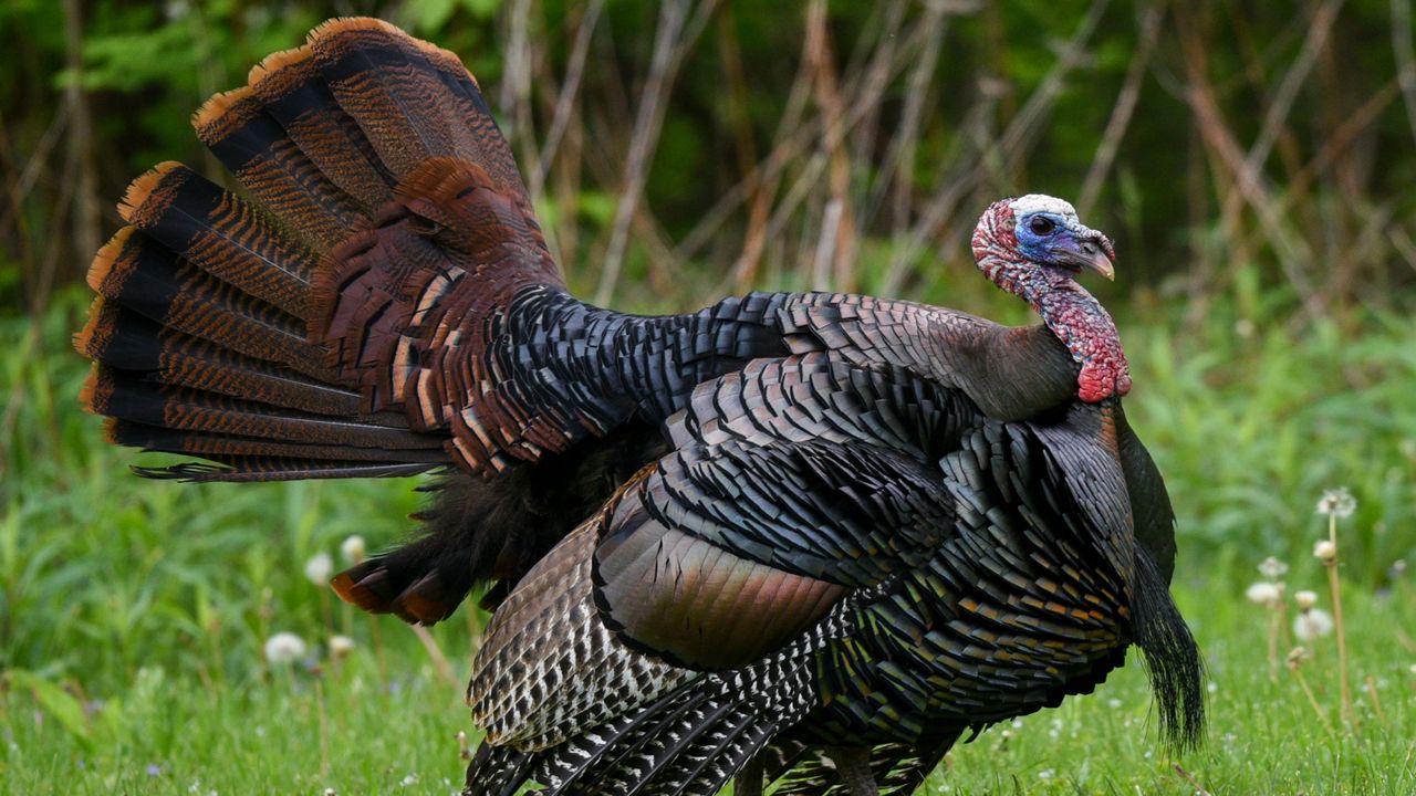 Spring Turkey Season 2024 Ohio Fina Orelle