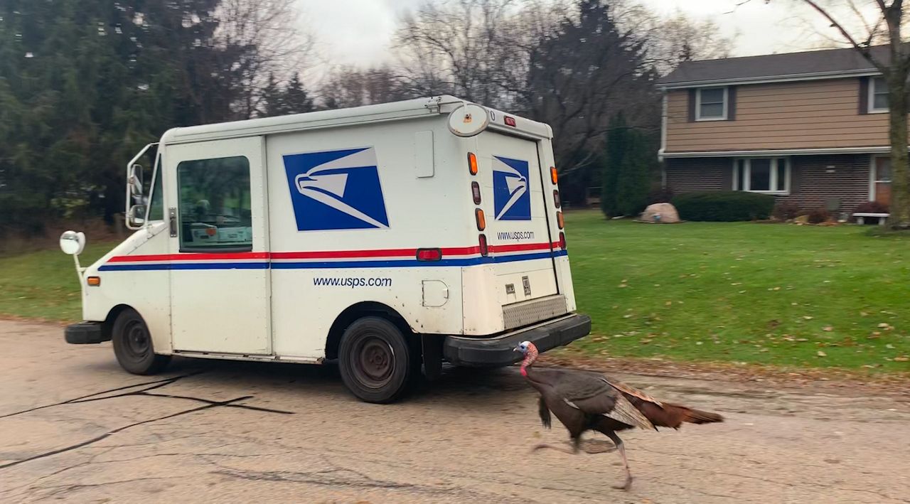 Mailman Chased Daily by Turkey in Wisconsin Neighborhood