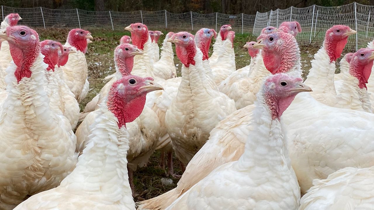 Turkey shortage is driving up prices this Thanksgiving