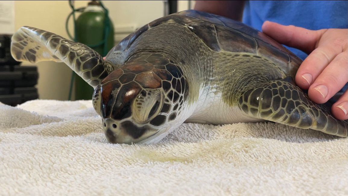 Marine Science Center breaks sea turtle intake record