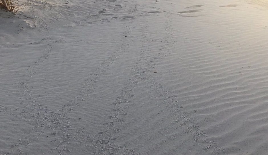 Crawl markings left behind by a Green Sea Turtle (Angie Angers/Spectrum Bay News 9) 