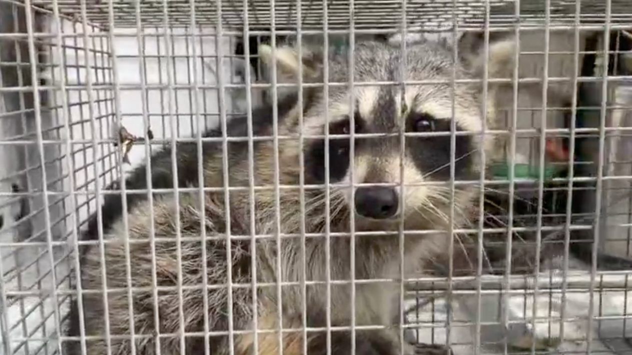 A raccoon with rabies in the past 3 months exposed a dog to the disease in Orange County, resulting in the domestic canine's death. (File photo)
