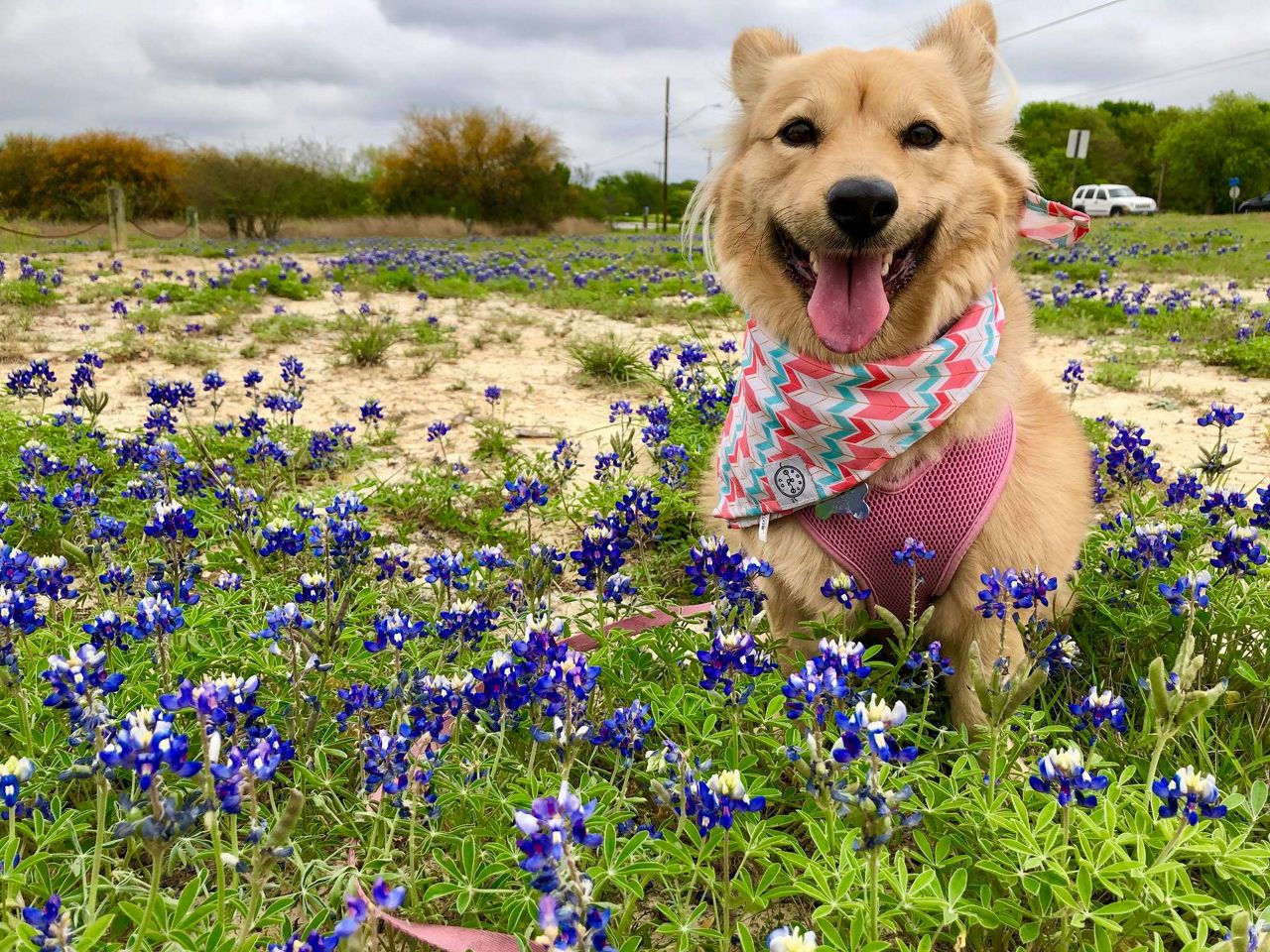 Reporter Alese Underwood's pup Foxy preciously poses with the bluebonnets.