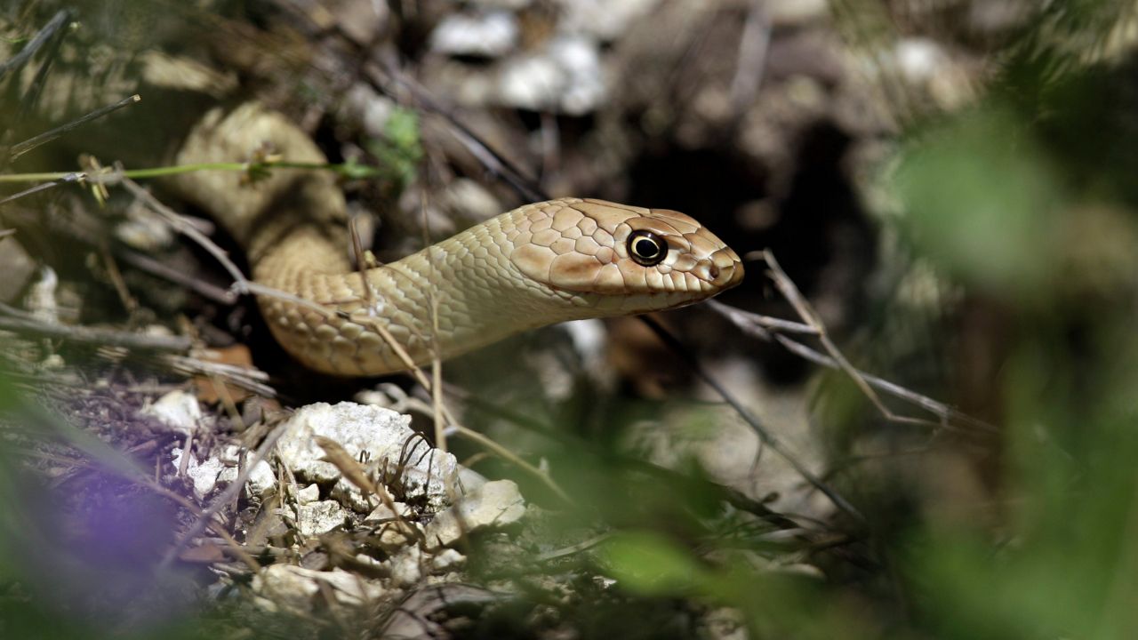A snake is seen along the cart path on the fifth hole during the third round of the Texas Open golf tournament, Saturday, April 21, 2012, in San Antonio. (AP Photo/Eric Gay)