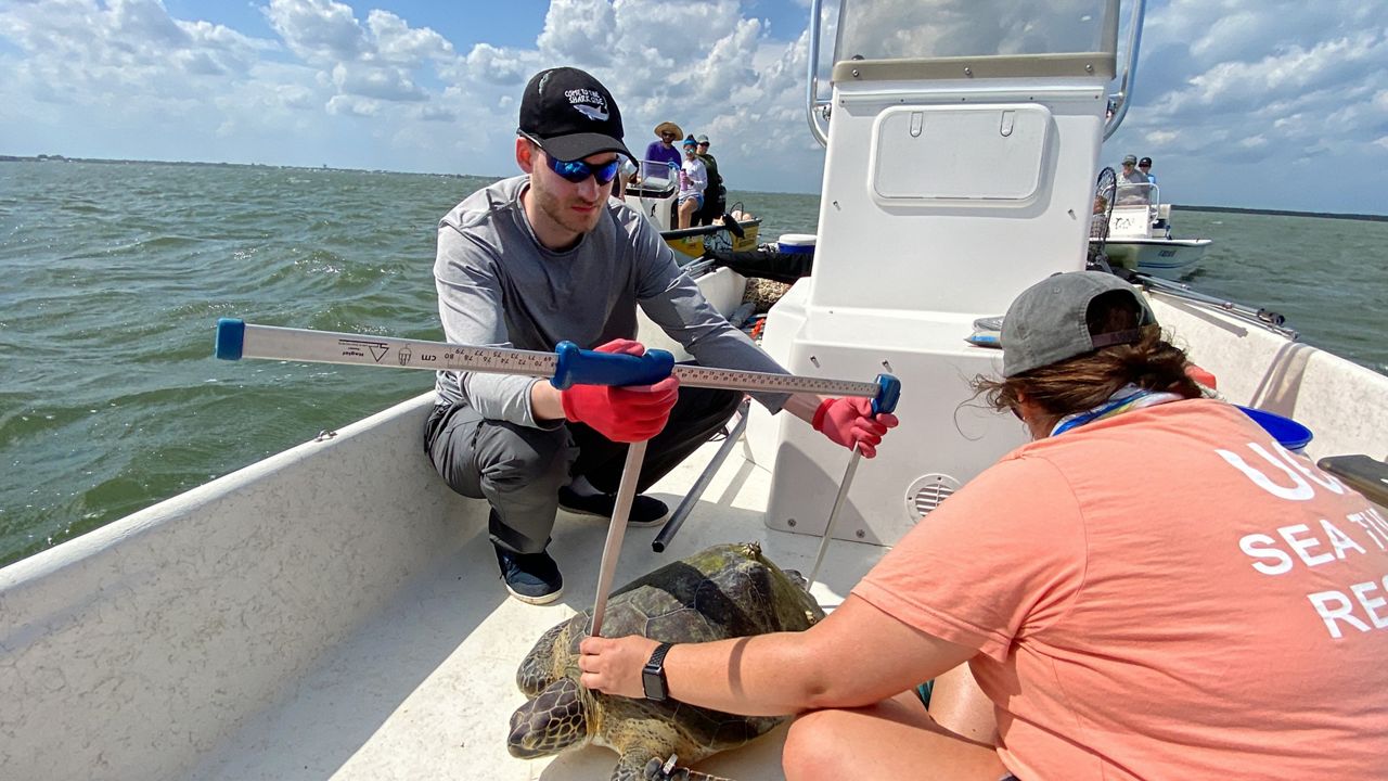 ucf-researchers-study-sea-turtle-diets-tumor-prevalence