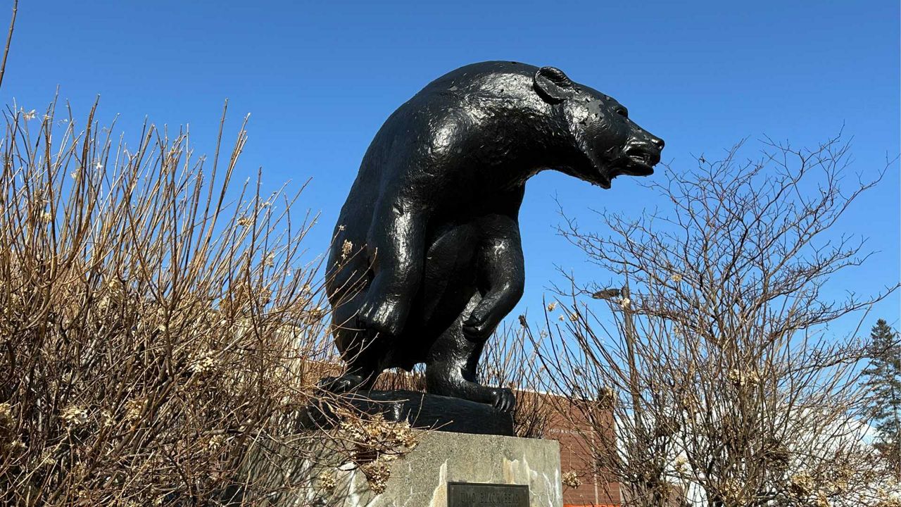 UMaine's black bear in Orono (Spectrum News/Matt Ledin)