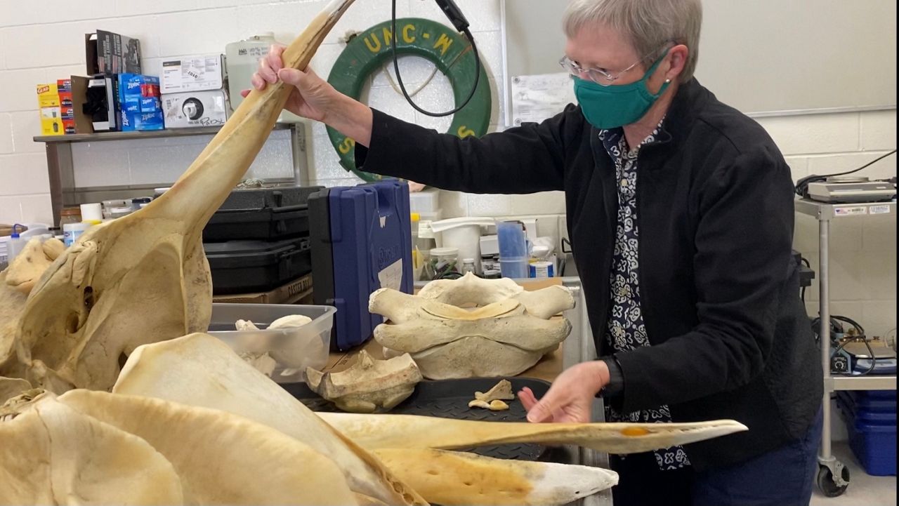 Ann Pabst examines whale skull at UNCW.