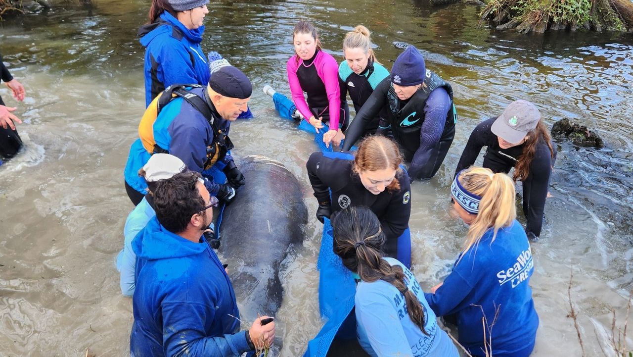 SeaWorld Orlando, along with U.S. Fish and Wildlife Service, Clearwater Marine Aquarium Research Institute, Florida Fish and Wildlife Conservation Commission, North Carolina Aquariums, North Carolina Wildlife Resources Commission, North Carolina State University, University of North Carolina — Wilmington, local law enforcement, and other North Carolina partners, worked together to successfully rescue a distressed manatee. (Courtesy of Jeannette Conrado/United Parks)